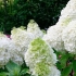 Hydrangea grandiflora paniculata - opis, sadnja i njega